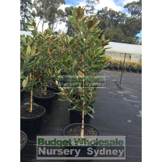 Magnolia Little Gem Xxlarge 500Mm/75Lt Pot Plants