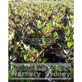 Magnolia Little Gem Xxlarge 500Mm/75Lt Pot Plants