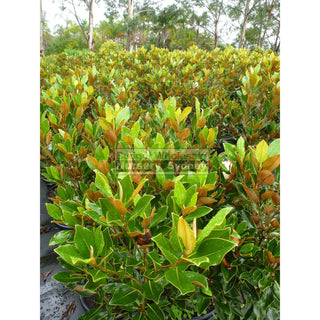 Magnolia Little Gem Xxlarge 500Mm/75Lt Pot Plants