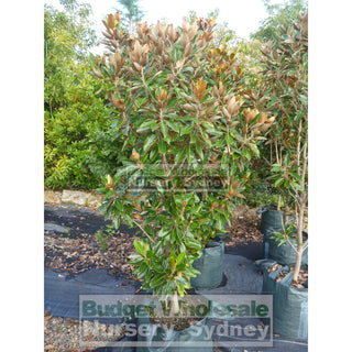 Magnolia Little Gem Xxxxlarge 100Lt Pot/bag Plants