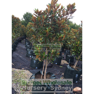 Magnolia Little Gem Xxxxlarge 100Lt Pot/bag Plants