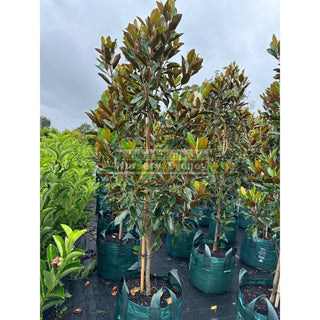 Magnolia Little Gem Xxxxlarge 100Lt Pot/Bag Plants