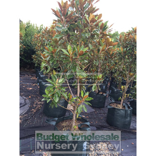 Magnolia Little Gem Xxxxlarge 100Lt Pot/bag Plants