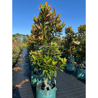 Magnolia Little Gem Xxxxlarge 100Lt Pot/Bag Plants