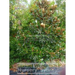 Magnolia Little Gem Xxxxxlarge 200Lt Pot/bag Plants