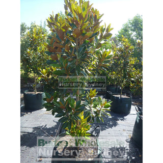 Magnolia Little Gem Xxxxxlarge 200Lt Pot/bag Plants