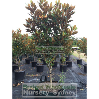 Magnolia Little Gem Xxxxxlarge 200Lt Pot/bag Plants