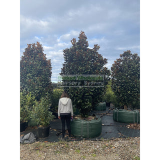 Magnolia Teddy Bear 1000L Super Advanced Plant Plants