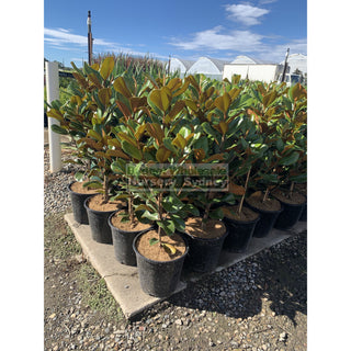 Magnolia Teddy Bear 250Mm Pot Plants