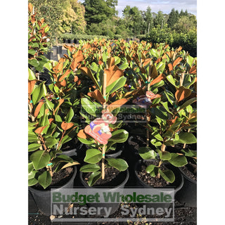 Magnolia Teddy Bear 250Mm Pot Plants