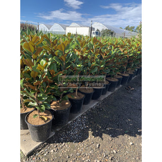 Magnolia Teddy Bear 250Mm Pot Plants