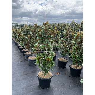 Magnolia Teddy Bear 400Mm Pot Advanced Plant Plants