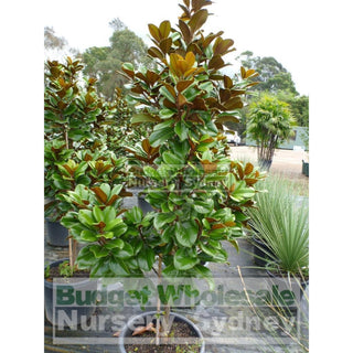 Magnolia Teddy Bear 400Mm Pot Advanced Plant Plants