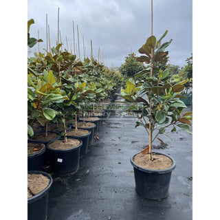 Magnolia Teddy Bear 400Mm Pot Advanced Plant Plants