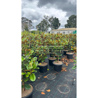 Magnolia Teddy Bear 400Mm Pot Advanced Plant Plants