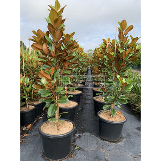 Magnolia Teddy Bear 400Mm Pot Advanced Plant Plants