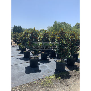Magnolia Teddy Bear Giant 500Mm Pot 75L Advanced Plant Plants