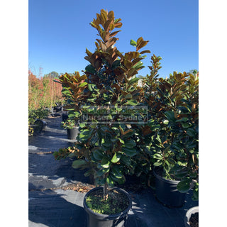 Magnolia Teddy Bear Giant 500Mm Pot 75L Advanced Plant Plants