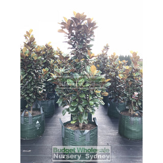 Magnolia Teddy Bear Giant 150L Super Advanced Plant Plants