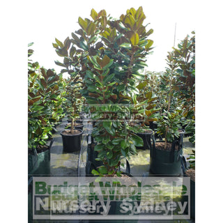 Magnolia Teddy Bear Giant 150L Super Advanced Plant Plants