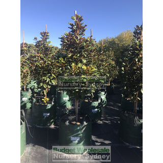 Magnolia Teddy Bear Giant 150L Super Advanced Plant Plants