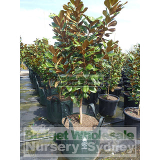 Magnolia Teddy Bear Giant 150L Super Advanced Plant Plants