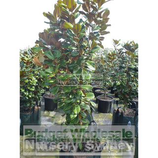 Magnolia Teddy Bear Giant 150L Super Advanced Plant Plants