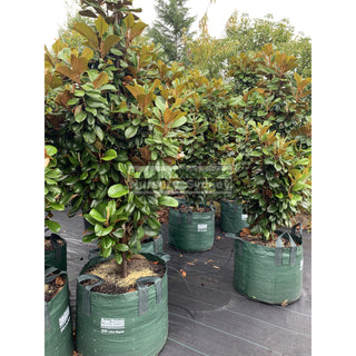 Magnolia Teddy Bear Super Giant 200Lt Advanced Plant Plants