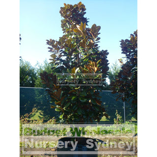 Magnolia Teddy Bear Super Giant 200Lt Advanced Plant Plants