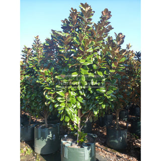 Magnolia Teddy Bear Super Giant 200Lt Advanced Plant Plants
