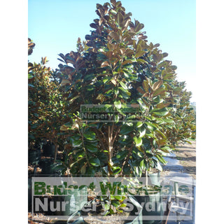 Magnolia Teddy Bear Super Giant 200Lt Advanced Plant Plants