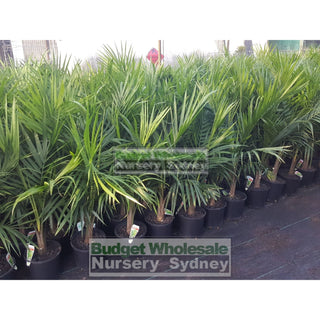 Majestic Palm 200Mm Pots Ravenea Rivularis Default Type