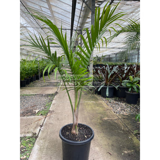 Majestic Palm 25L / 400Mm Pots Ravenea Rivularis Default Type