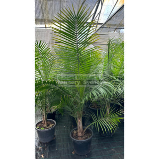 Majestic Palm 400Mm Pots Ravenea Rivularis Default Type