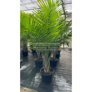 Majestic Palm 400Mm Pots Ravenea Rivularis Default Type