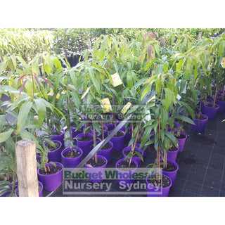 Mango Tree Bowen 200Mm Pots Mangifera Indica Edible Fruit Default Type