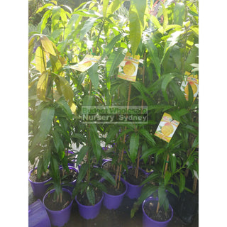 Mango Tree Bowen 200Mm Pots Mangifera Indica Edible Fruit Default Type