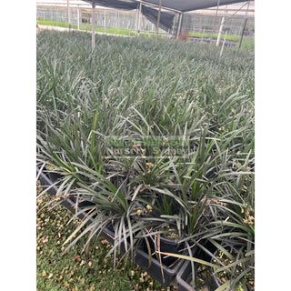 Mondo Grass Black Ophiopogon Planiscapus 140Mm Pot Plants