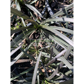 Mondo Grass Black Ophiopogon Planiscapus 140Mm Pot Plants