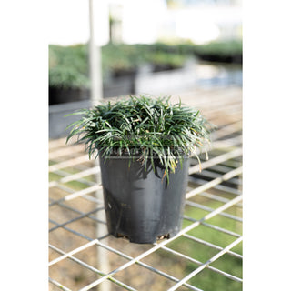 Mondo Grass Dwarf 140Mm Pot Plants