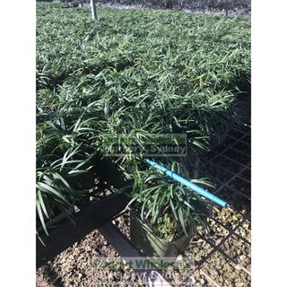 Mondo Grass Dwarf 140Mm Pot Plants