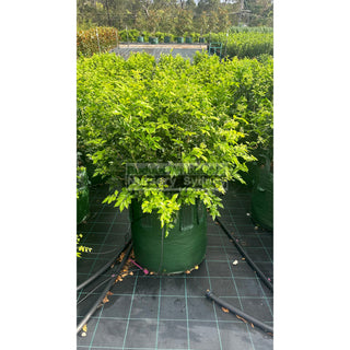 Murraya Paniculata Advanced (Orange Jasmine) 100L Bag Pot Plants