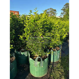 Murraya Paniculata ADVANCED (Orange Jasmine) 100L bag Pot Plants