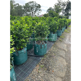 Murraya Paniculata Advanced (Orange Jasmine) 100L Bag Pot Plants