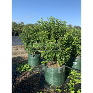Murraya Paniculata Super Advanced Orange Jasmine) 150L Bag Pot Plants