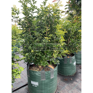 Murraya Paniculata Super Advanced Orange Jasmine) 150L Bag Pot Plants