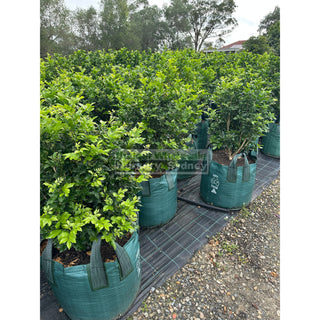 Murraya Paniculata Advanced (Orange Jasmine) 100L Bag Pot Plants