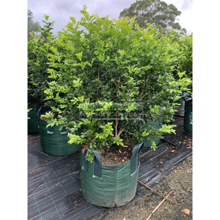 Murraya Paniculata Super Advanced Orange Jasmine) 150L Bag Pot Plants