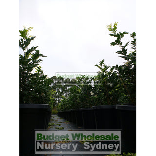 Murraya Paniculata Large (Orange Jasmine) 300Mm Pot Advanced Plants