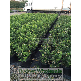 Murraya Paniculata Large (Orange Jasmine) 300Mm Pot Advanced Plants